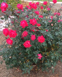 Roses 3